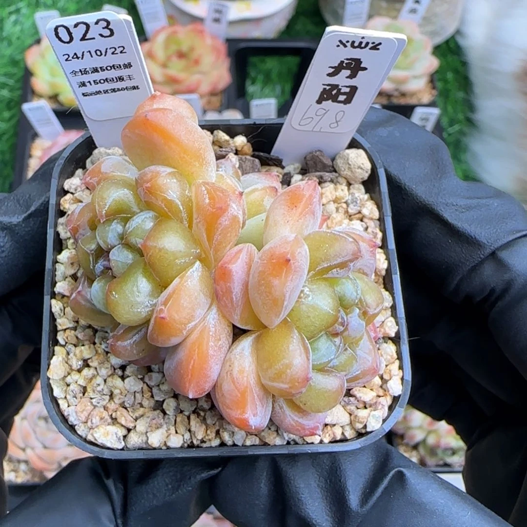 023     丹阳