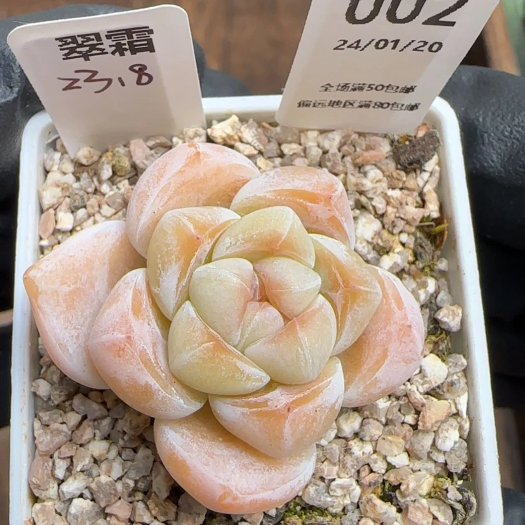 【闪购商品】002翠霜