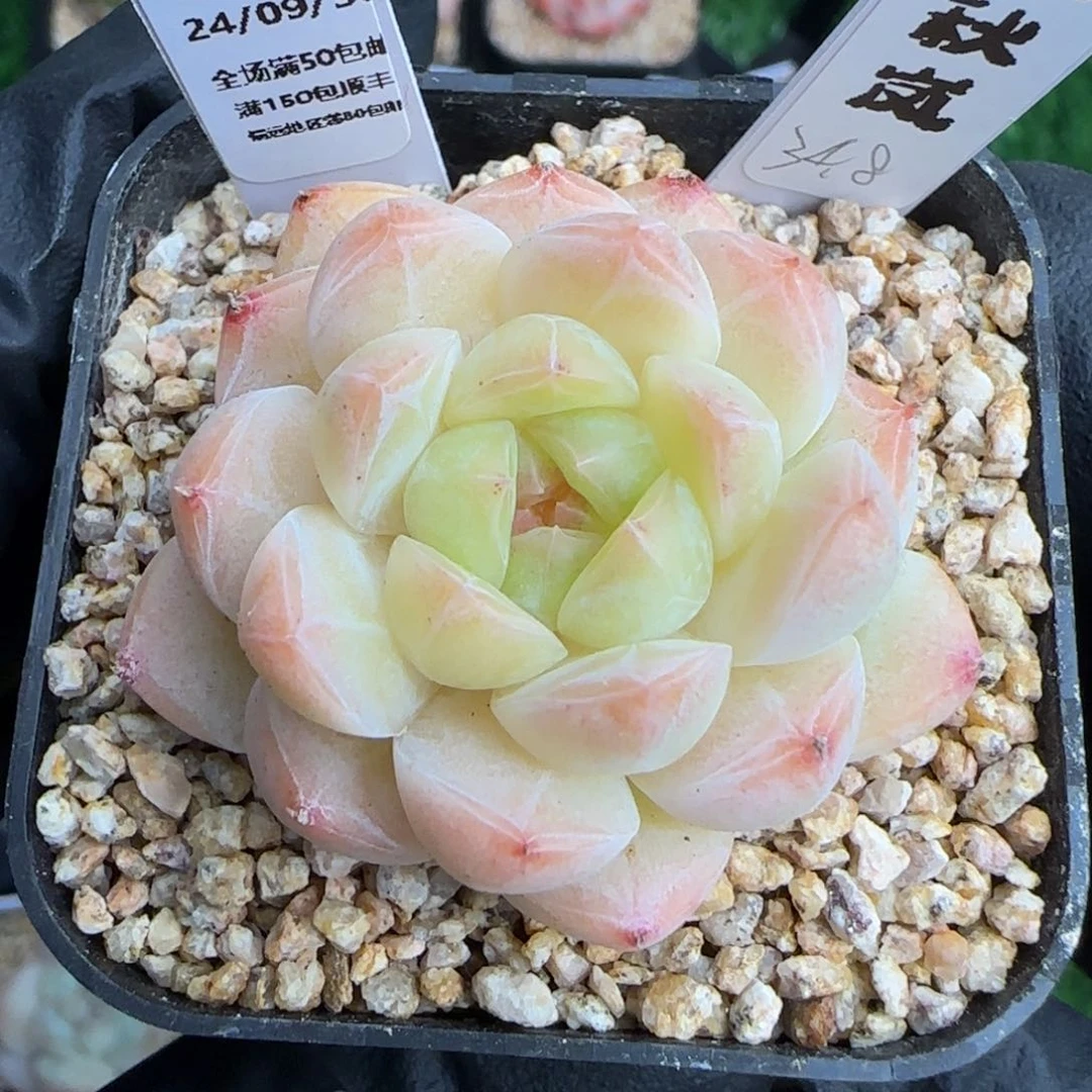 004   秋岚