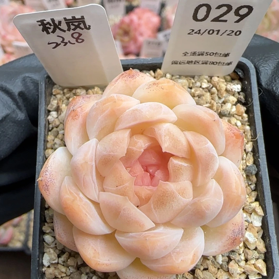 【闪购商品】029秋岚