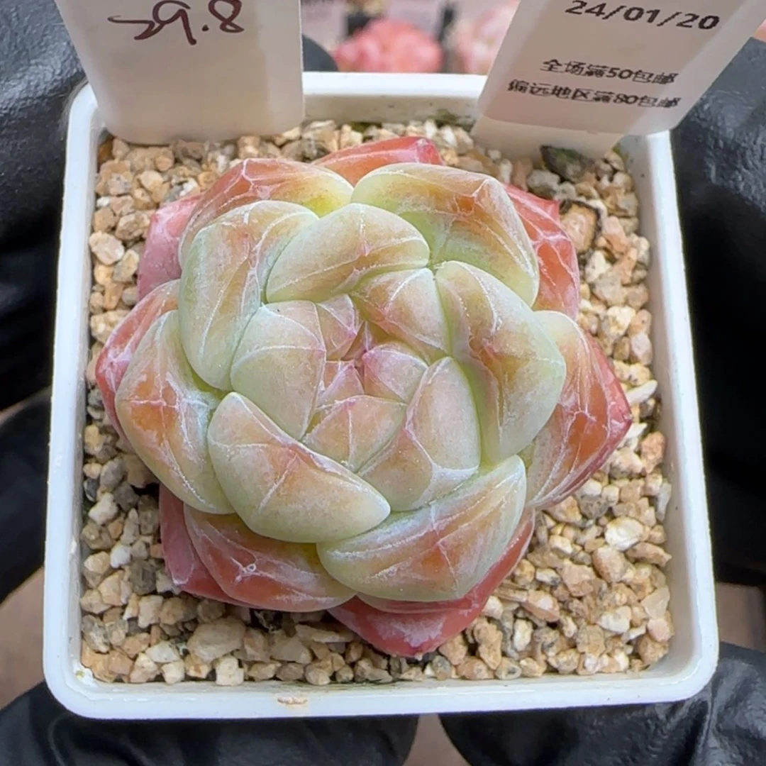 【闪购商品】020浅秋