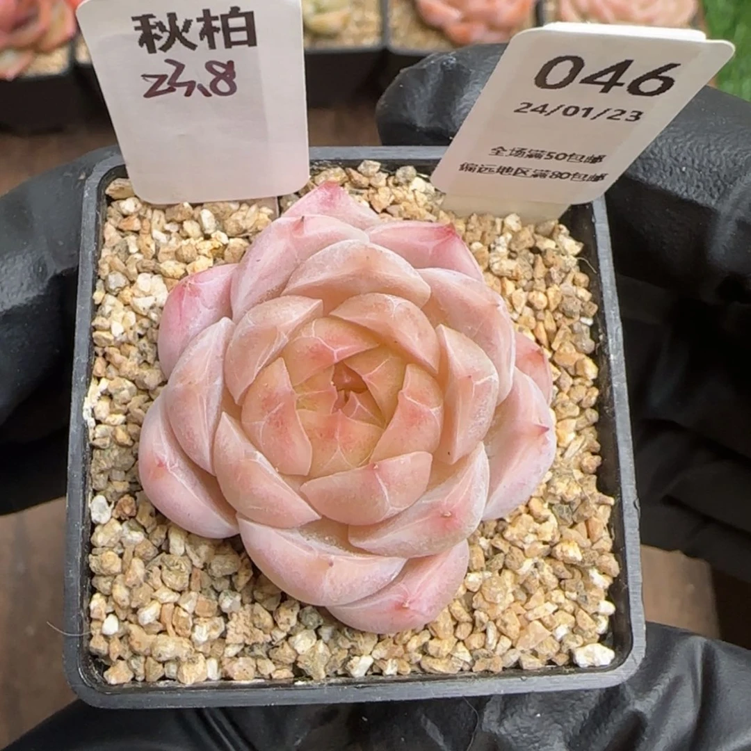 【闪购商品】046秋柏