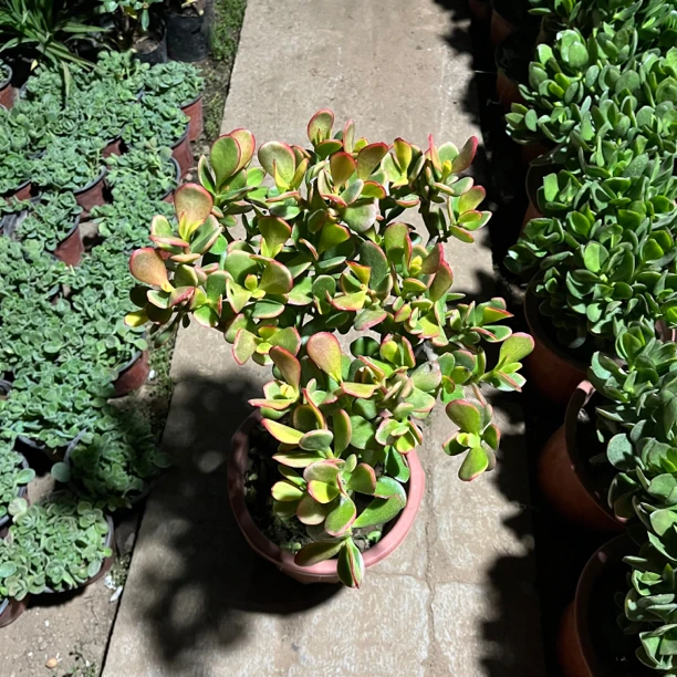 48黄金花月控养老桩独杆土球包邮到家