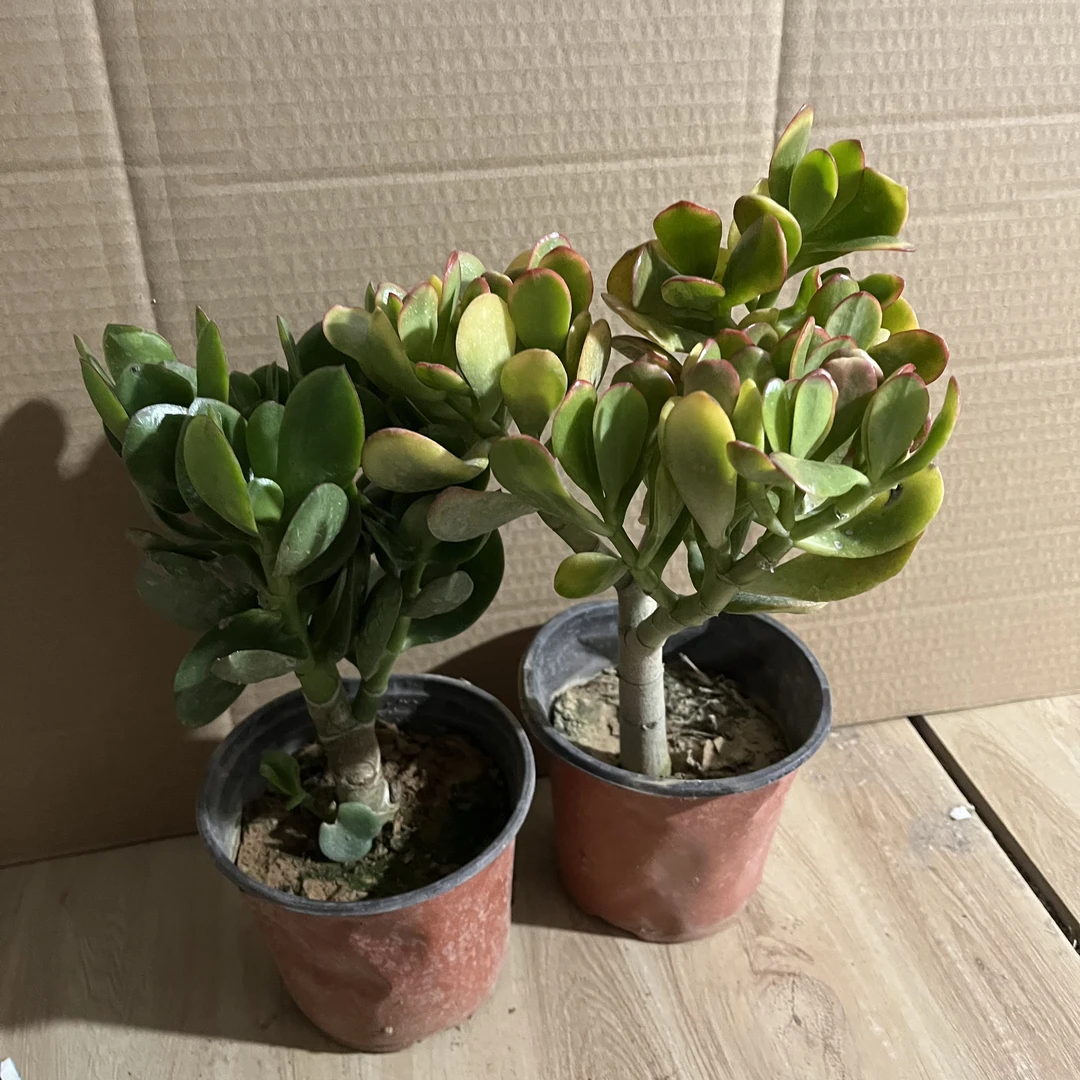 18小老桩独杆玉树和黄金花月土球包邮到家