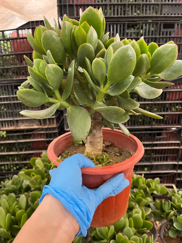 28矮桩独杆青叶玉树土球包邮到家