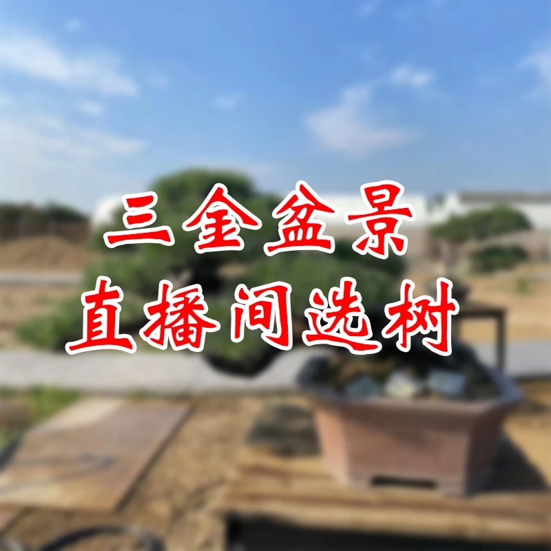 松柏造型盆景规格品种齐全造型美观一物一拍