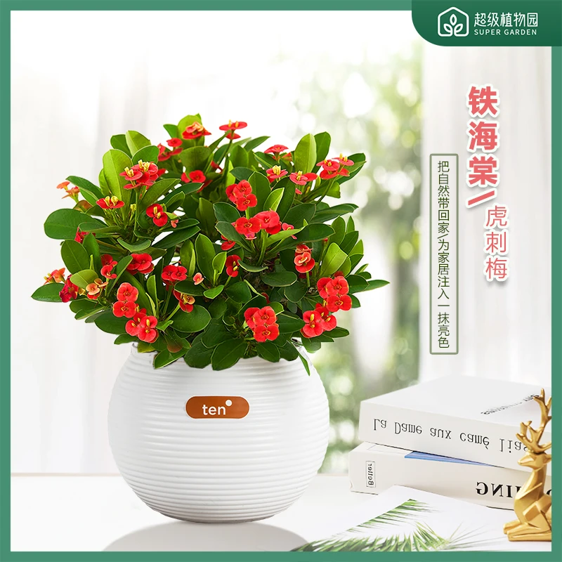 虎刺梅铁海棠条纹盆栽四季开花植物花卉耐旱喜阳光办公室阳台