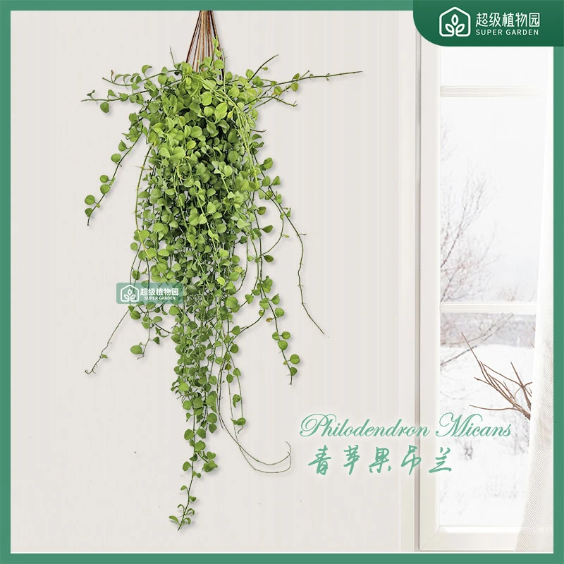 垂吊植物吊兰青苹果多年生绿植长藤四季青网红室内阳台庭院好养活