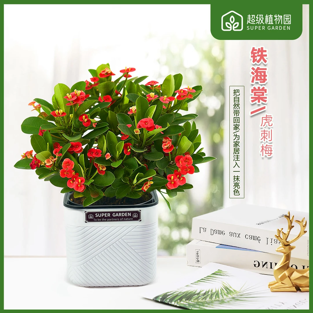 铁海棠虎刺梅花卉四季开花盆栽绿植室内盆景植物客厅办公