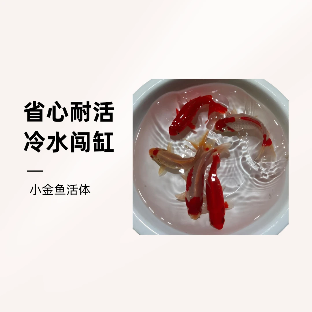 ①水族观赏鱼冷水鱼皮实耐活发货活体水族【一物一拍实物为准】