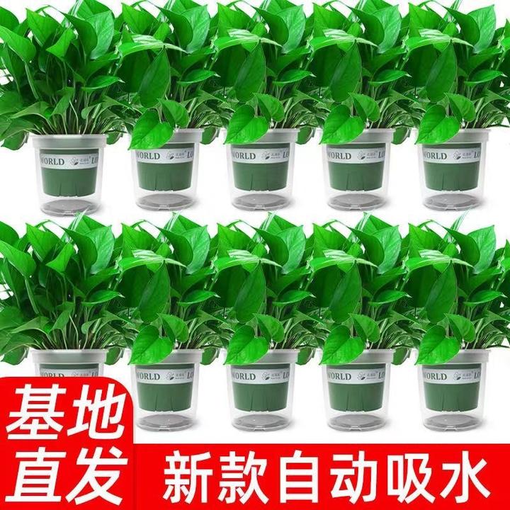 绿萝盆栽室内好养吸除甲醛净化空气水培植物绿植花卉盆栽绿箩批发