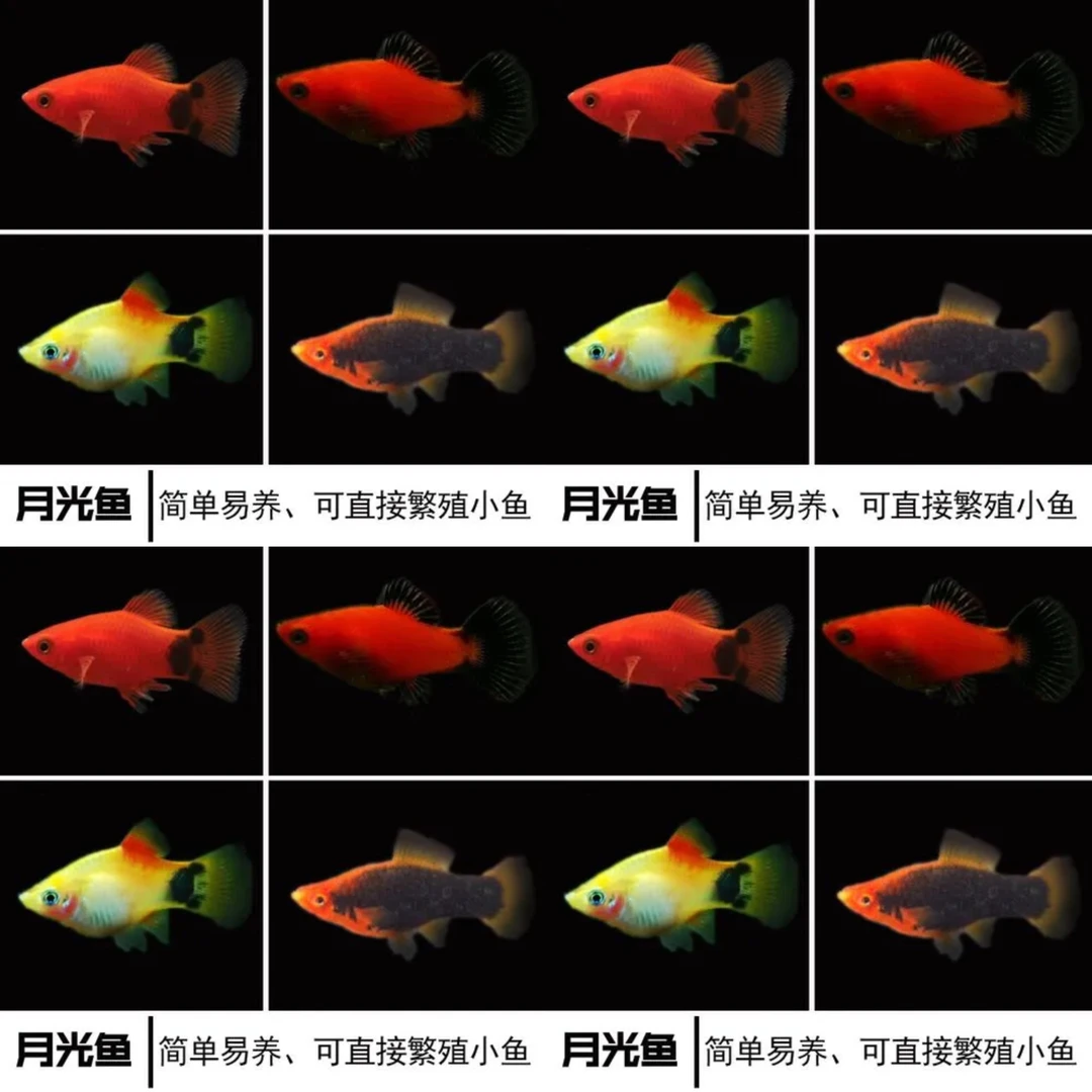 黄米奇新手快乐鱼皮实耐活新手养鱼好养活的鱼观赏鱼孔雀鱼观赏鱼