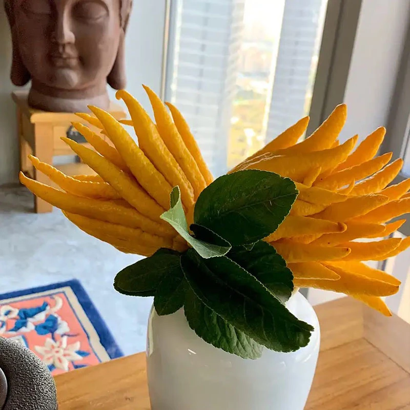 金华佛手果带枝水培植物永生果室内观赏闻香摆件插花