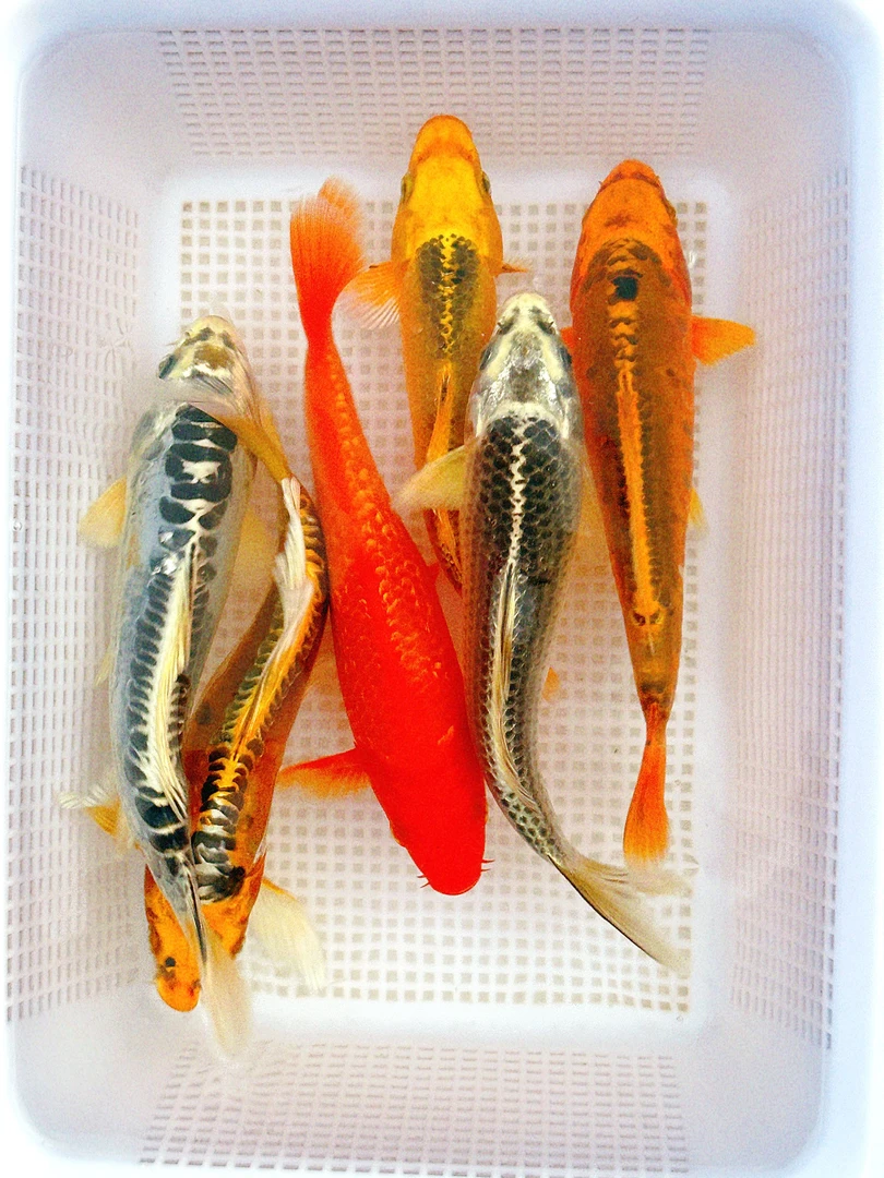 【2】锦鲤观赏鱼冷水鱼淡水鱼