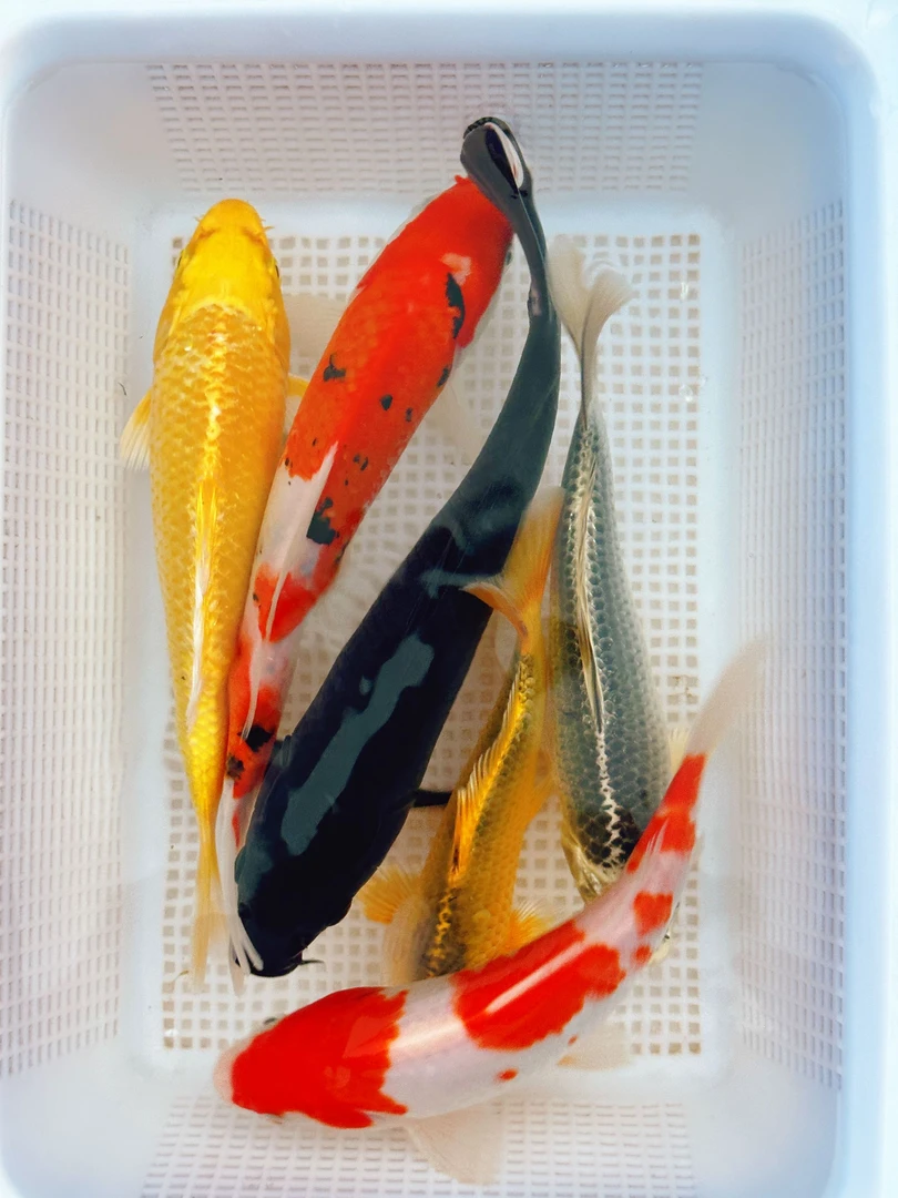 【1】锦鲤观赏鱼冷水鱼淡水鱼