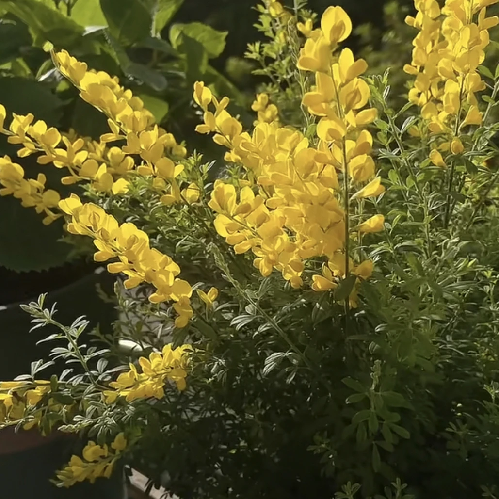 黄金雀盆栽 金雀花金雀舌花室外阳台木本花卉花量多多年生好养