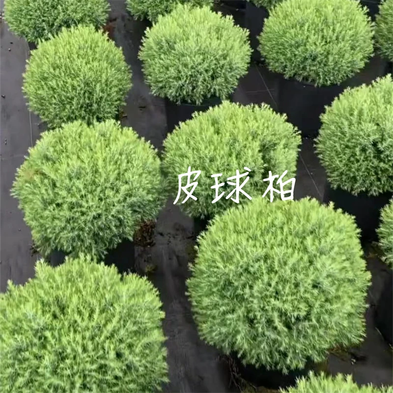 皮球柏 蓝湖柏 雾松盆栽庭院阳台多年生花镜植物耐寒耐热四季常青