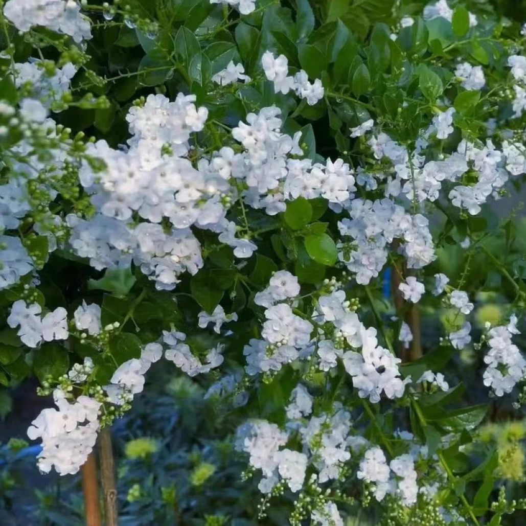白色巧克力花庭院花园四季开花植物蕾丝金露花阳台花卉耐热耐寒