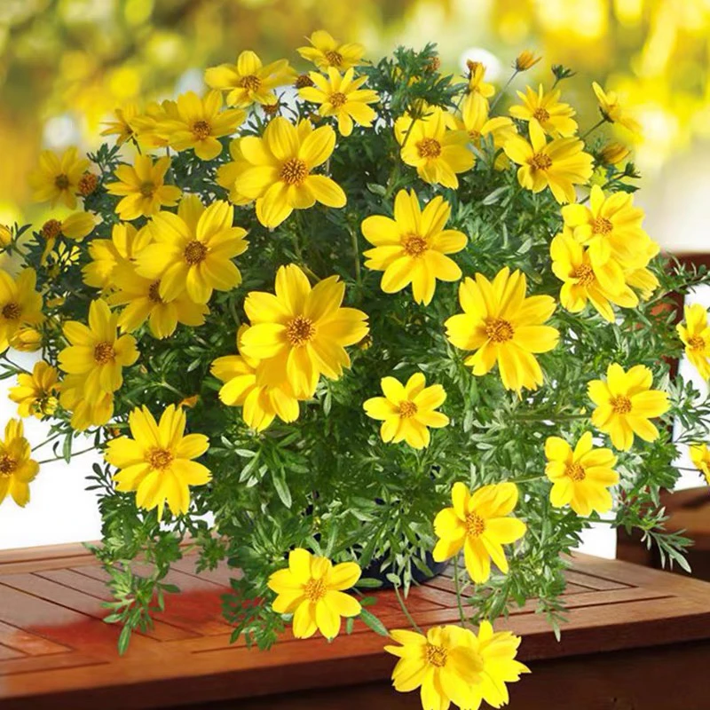 金悠菊 鬼针草大盆带花发 金焰绣线菊 庭院阳台开花机器 花期较长