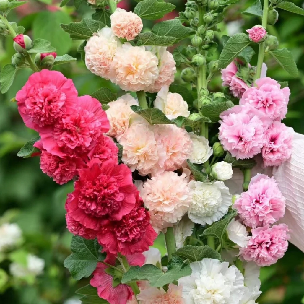 蜀葵多年生桃子与梦查特系列喜光耐热庭院阳台植物花卉