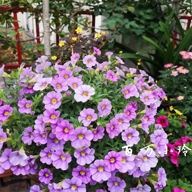 百万小玲盆栽 舞春花 矮牵牛 庭院阳台多年生花期长花卉皮实好养