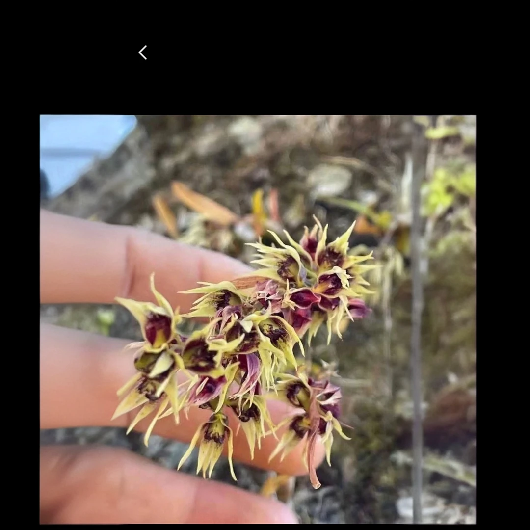 云南石斛花卉绿植