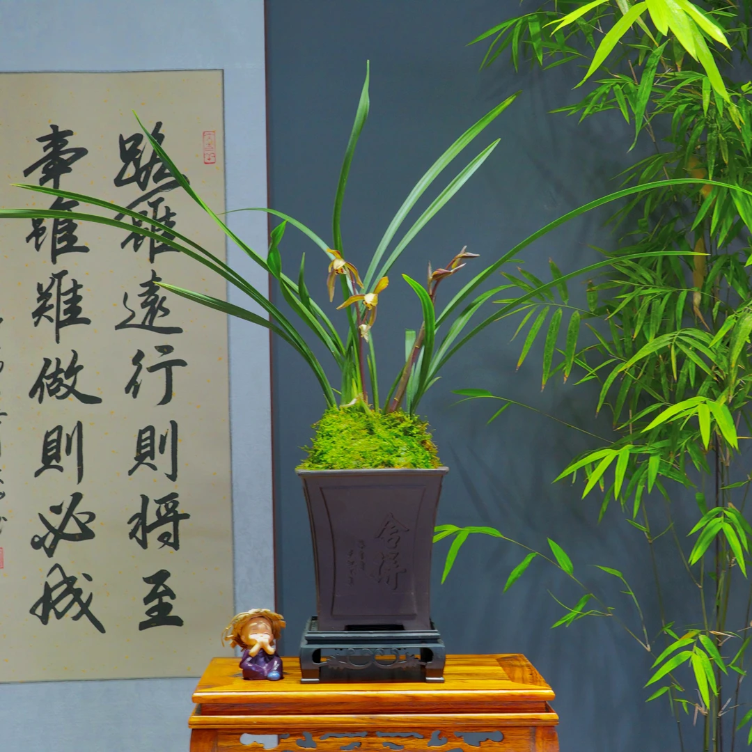 寒兰醉妃浓香型带舍得陶瓷盆种好勤花勤芽好养易活
