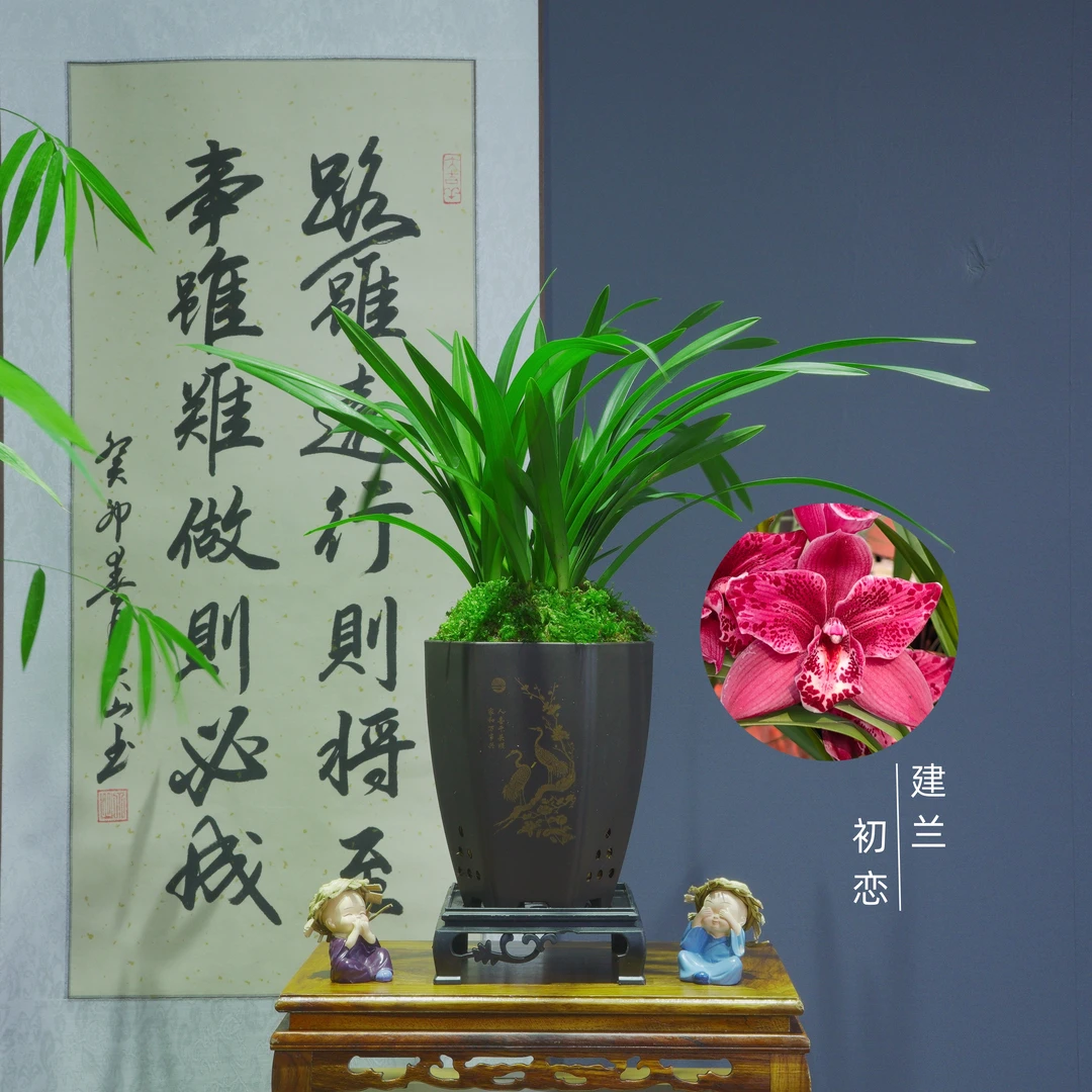 建兰铭品[初恋]带仿紫砂盆种好适合新手好养易活