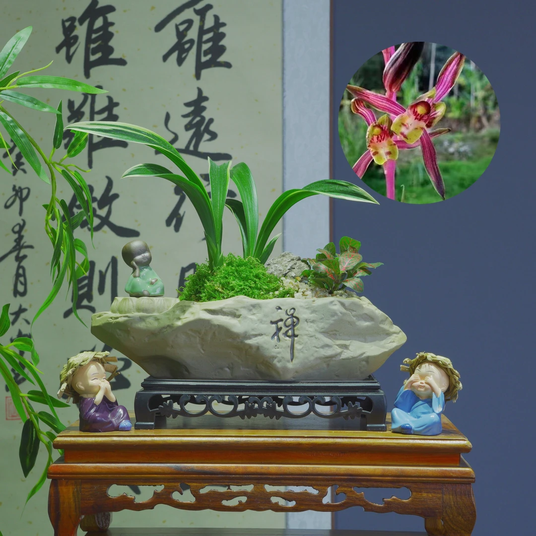 墨兰老种瑞艺达摩带禅意陶瓷盆种好适合新手好养易活