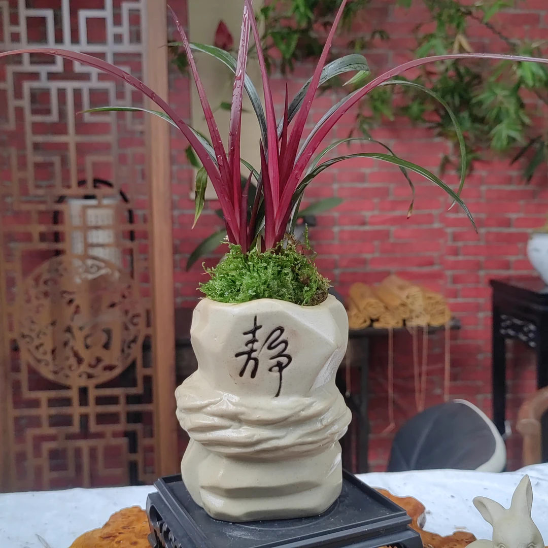 兰花[红草红荷]带静陶瓷盆种好好养活浓香型