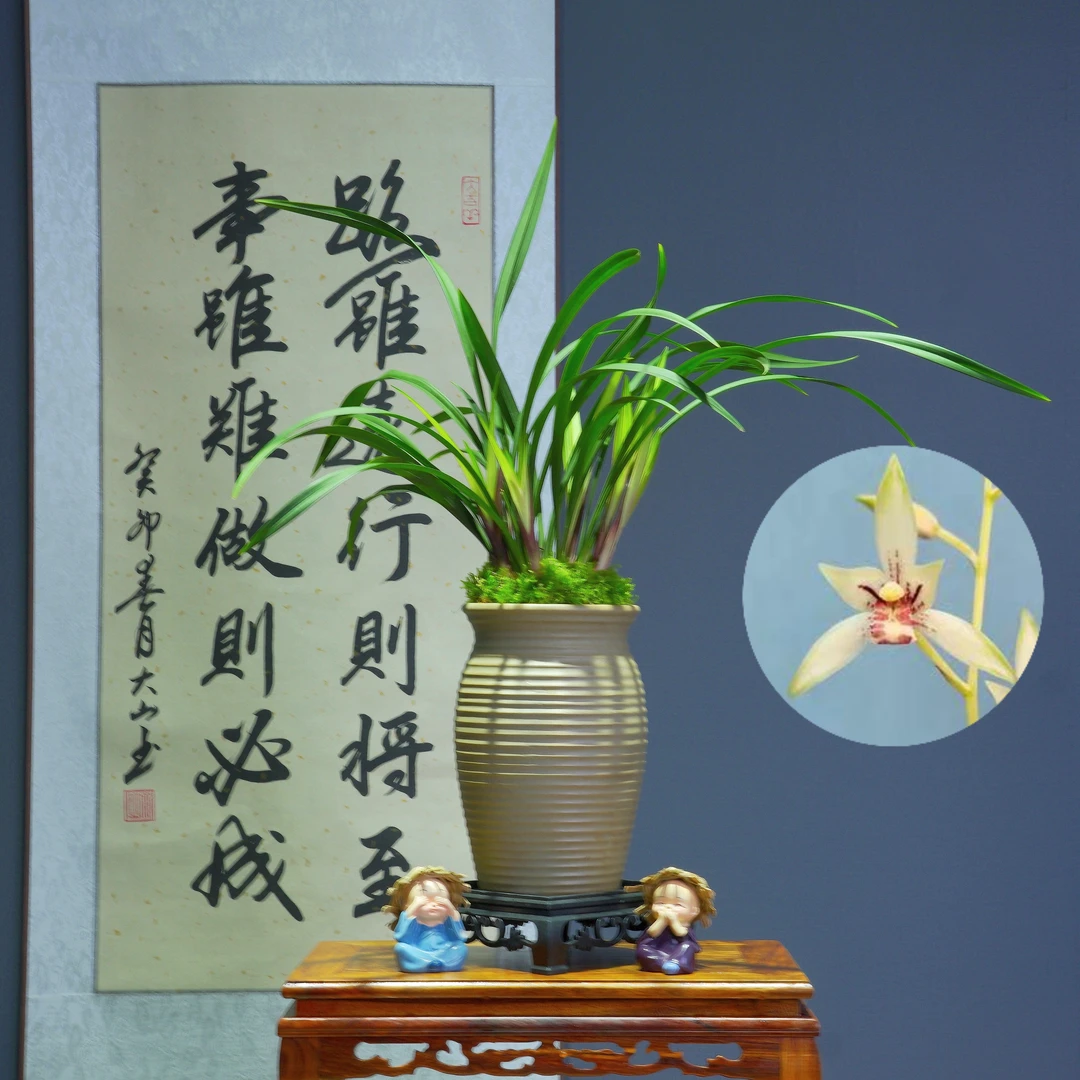 兰花[小凤仙]带白色陶瓷盆种好适合新手好养易活