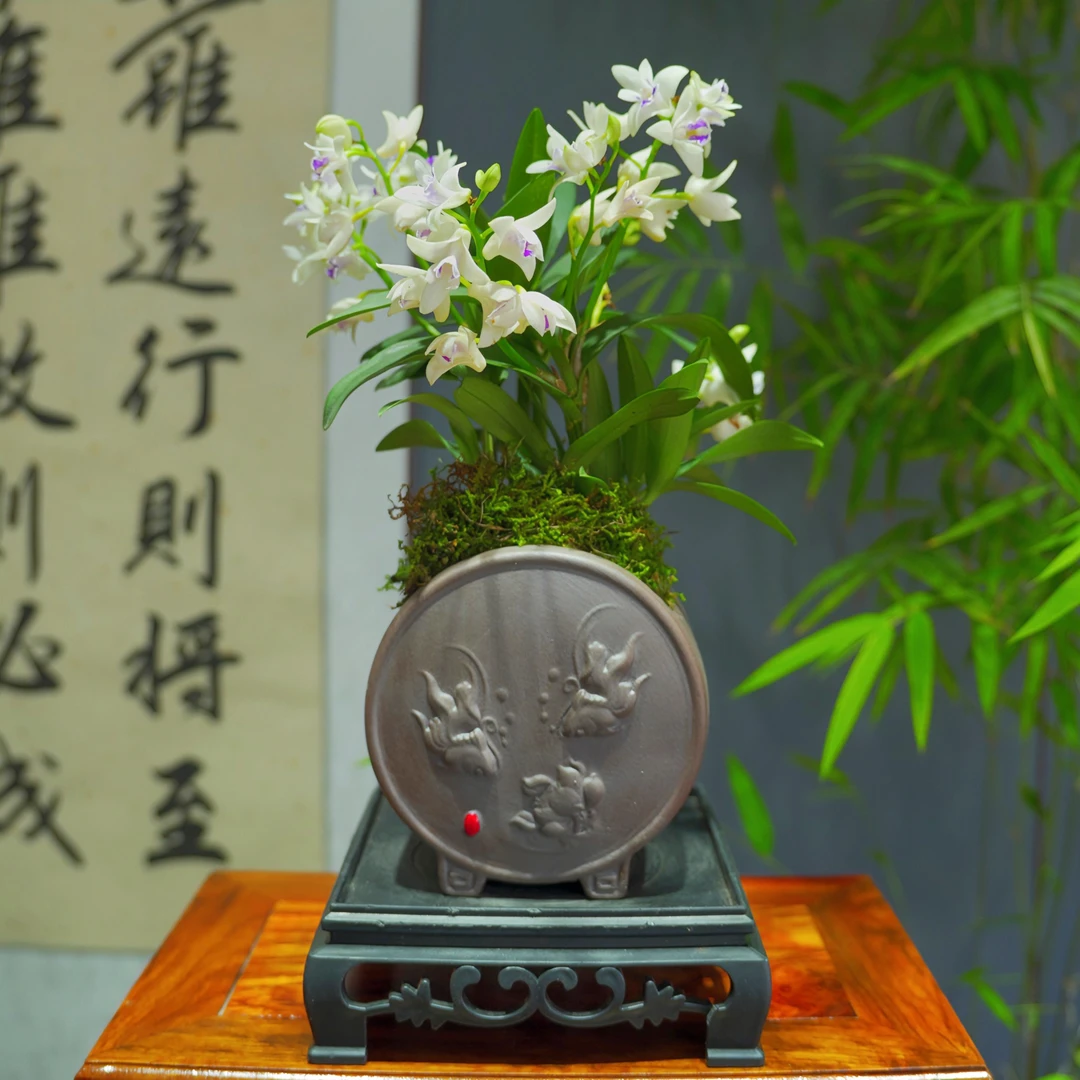 兰花[白雪]澳洲香水石斛浓香型带三鱼戏水陶瓷盆种好勤花勤芽
