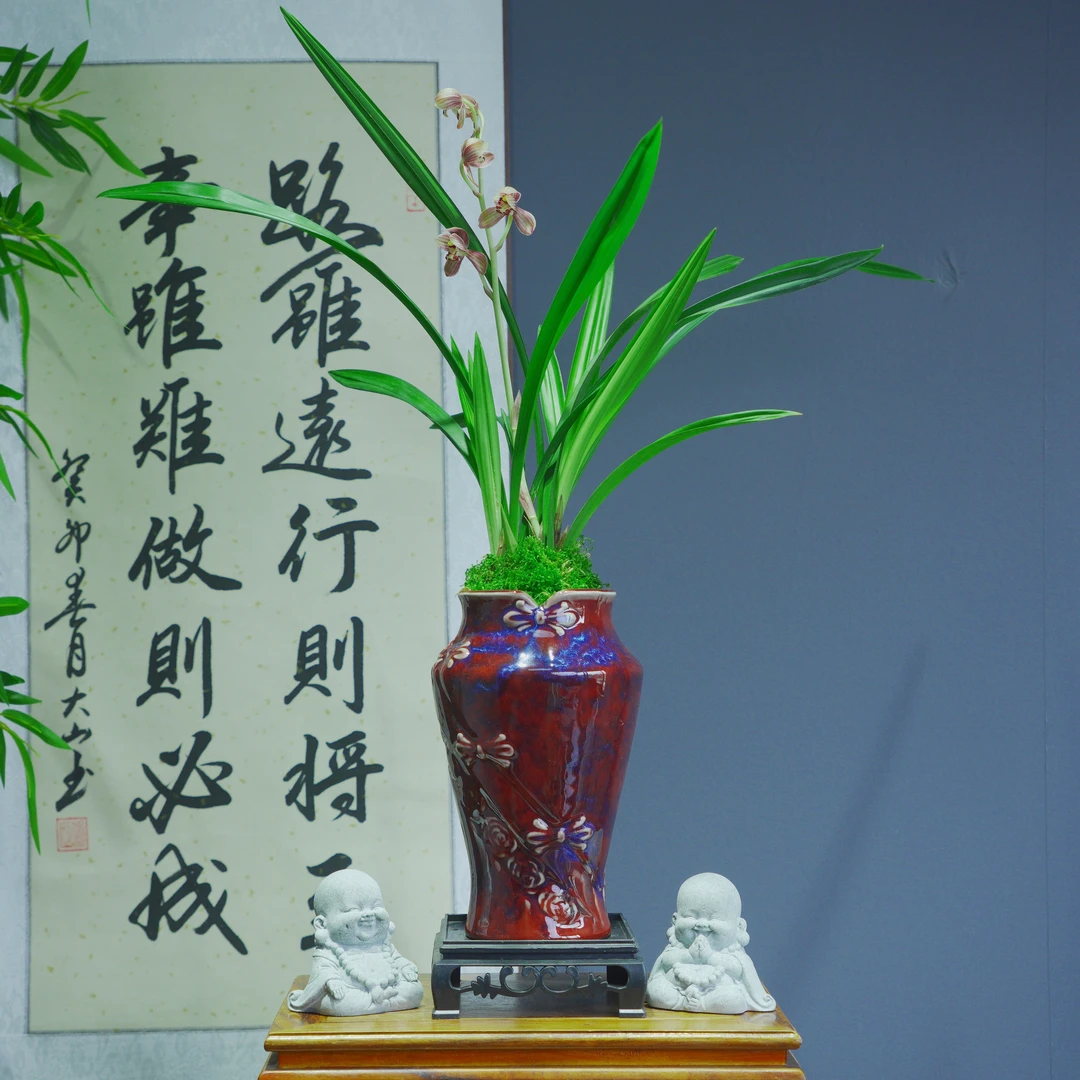 丹宫玉荷带朱砂红陶瓷盆种好适合新手好养易活