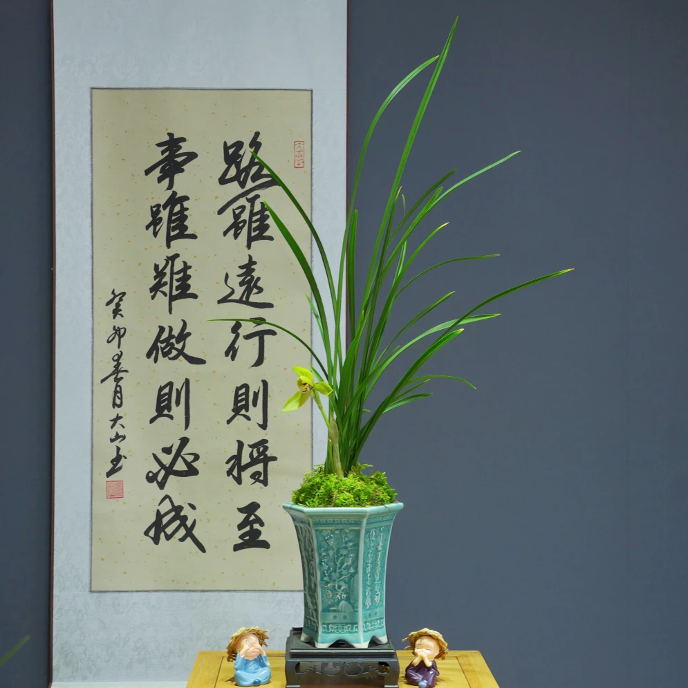 兰花春兰铭品[金荷鼎]带青色陶瓷盆种好适合新手好养易活