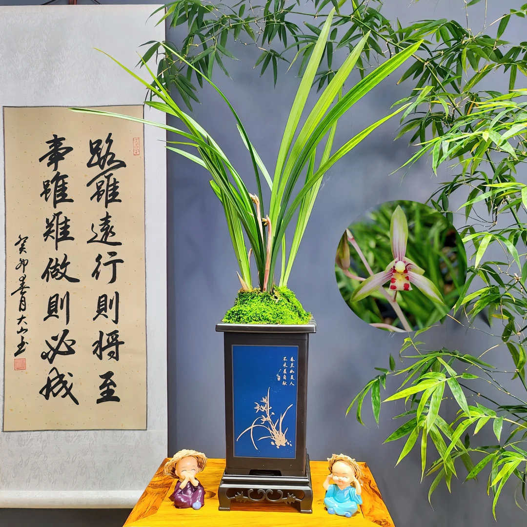 中秋福利兰花建兰名品[高山春色]带花苞带国风盆种好好养活