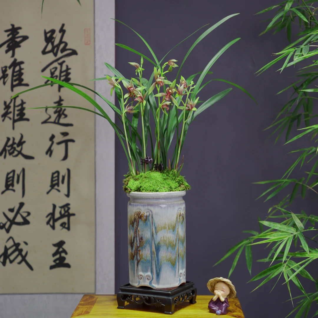 兰花建兰名品[小国]四季兰带花苞带景德镇陶瓷盆种好适合新手