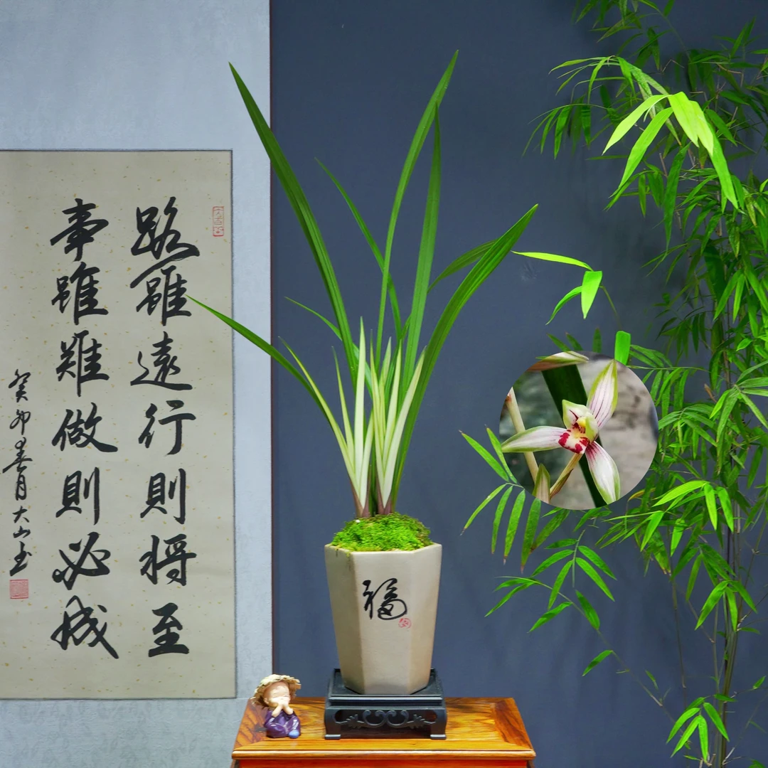 兰花[神话]带花苞浓香型带陶瓷盆种好勤花勤芽好养易活