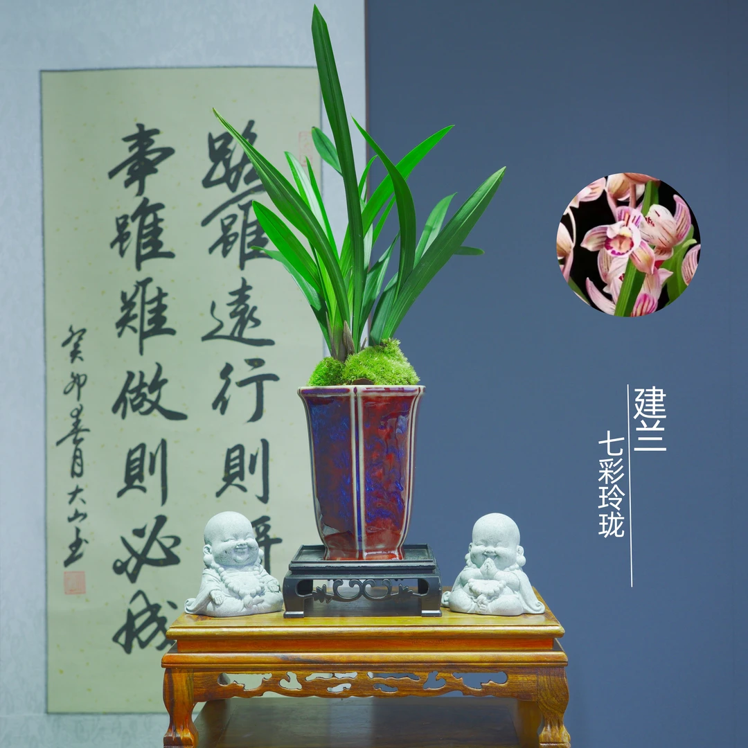 建兰[七彩玲珑]带陶瓷盆种好适合新手好养易活