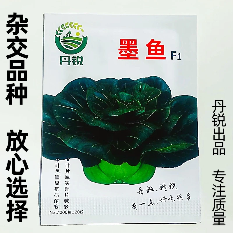 丹锐墨鱼矮脚苏州青种耐寒菜种子黑叶耐热寒阳台盆栽新鲜蔬菜种孑