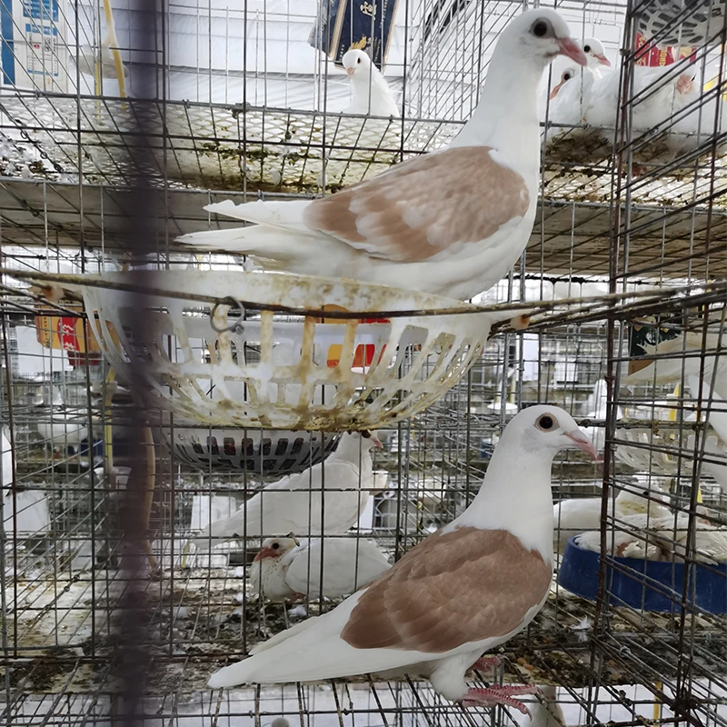 蝴蝶背信鸽异色信鸽黄蝴蝶背信鸽黑蝴蝶背蓝蝴蝶背红蝴蝶背信鸽