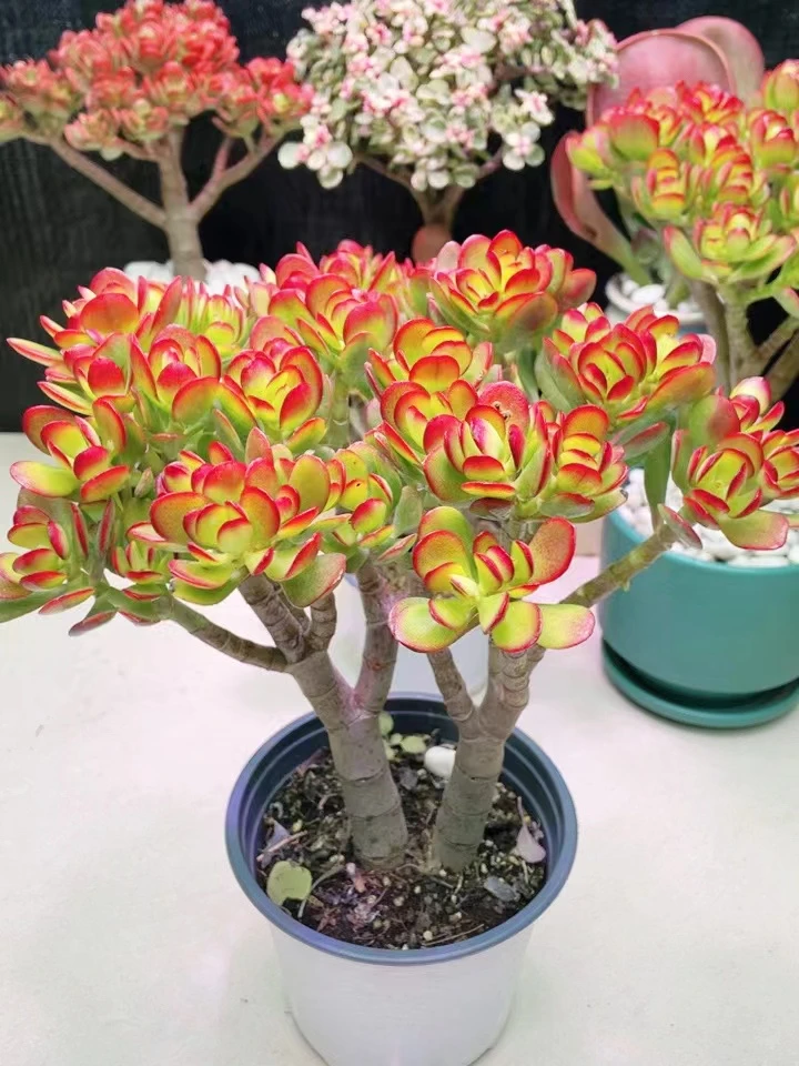 摇钱树【脱土裸根】 办公室绿植 盆栽多肉植物