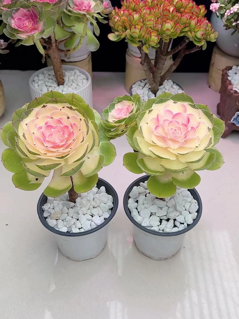 单头牡丹仙子（买一送一）新手必备 居家必备 绿植盆栽多肉植物好看