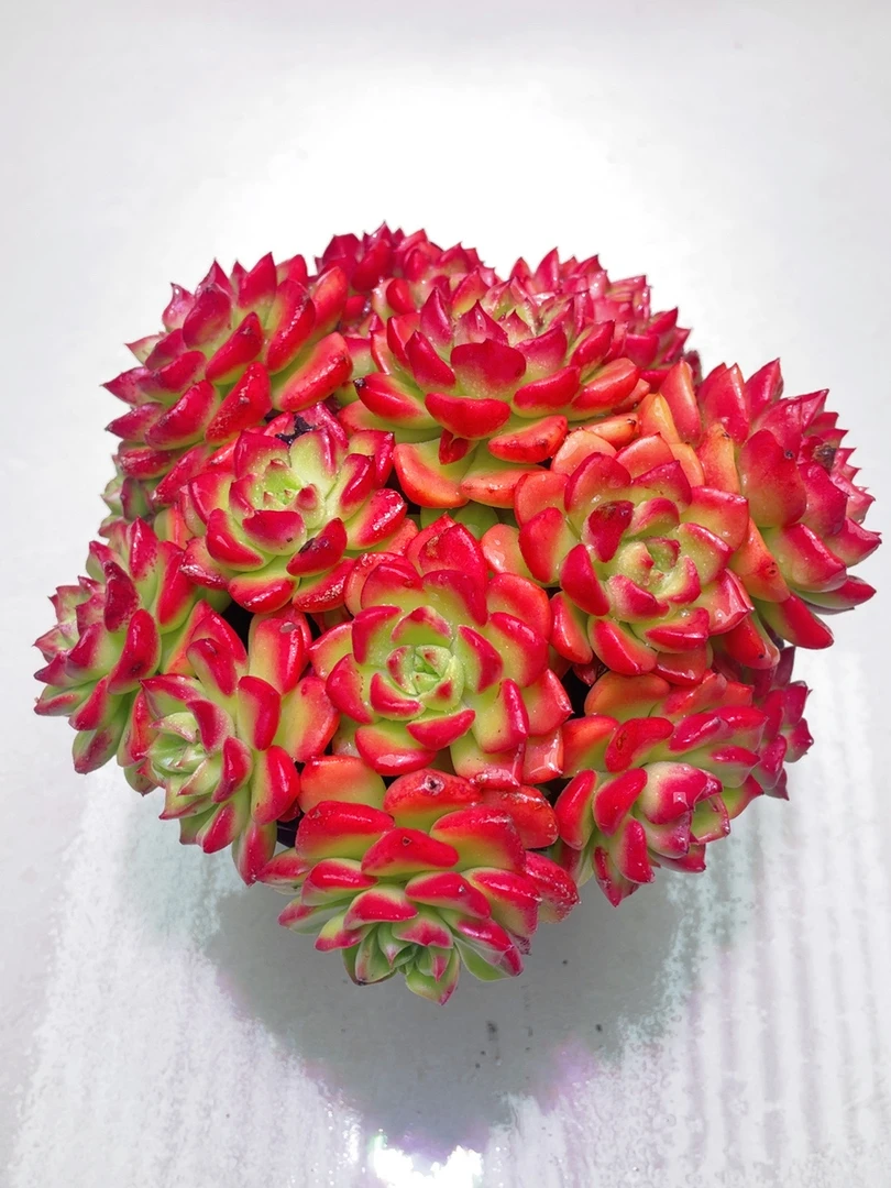 鸡血玫瑰蒂亚  办公室绿植 盆栽多肉植物 好看好养