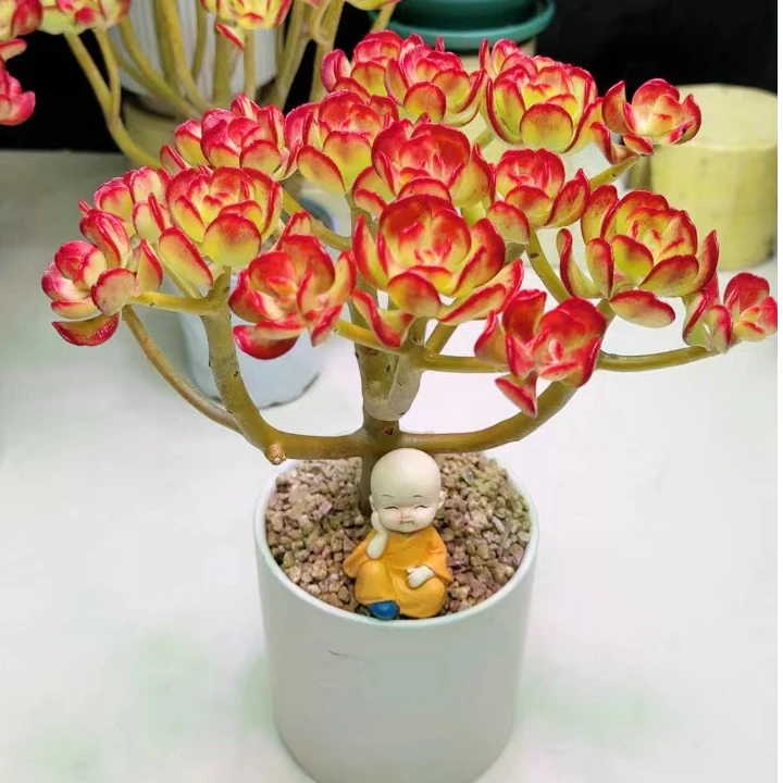 【满堂红摇钱树】三年老桩 南北方随便养好看好养多肉植物 居家必备