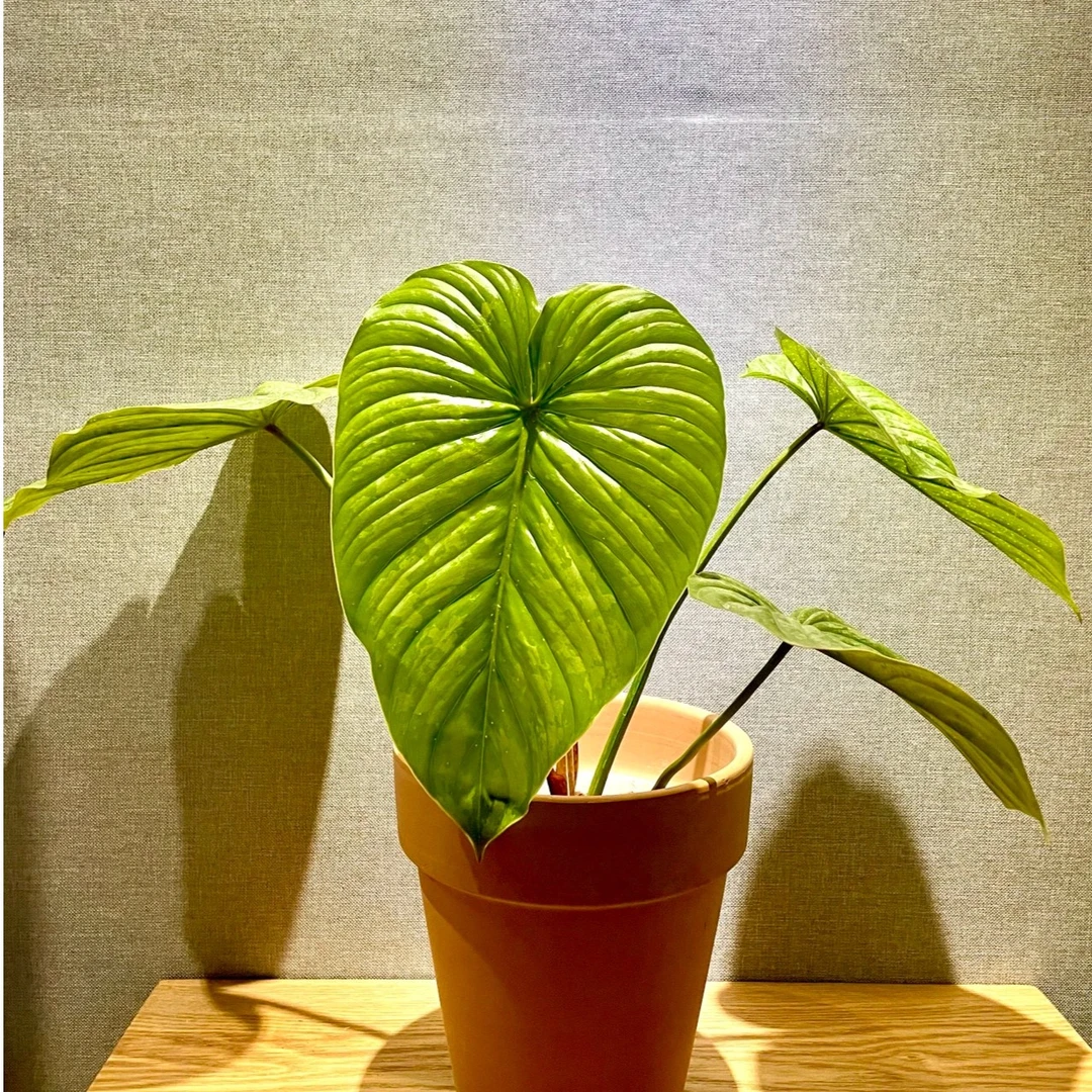 西瓜皮碧浪绿绒盆栽多年生绿植可爬藤攀附常绿观叶植物前台透气