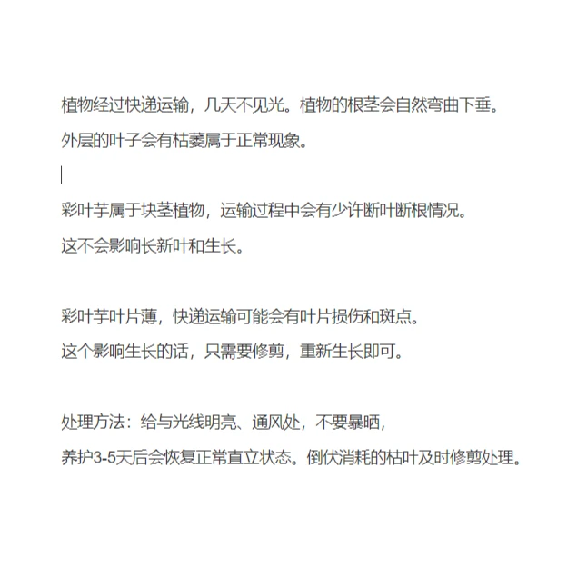 彩叶芋合集室内观叶植物