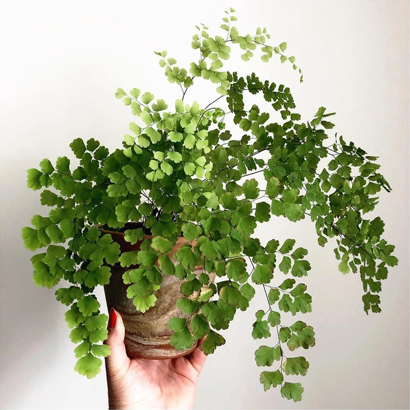 柔情铁线蕨书房客厅耐荫四季常绿防辐射吸观叶好养护植物办公桌