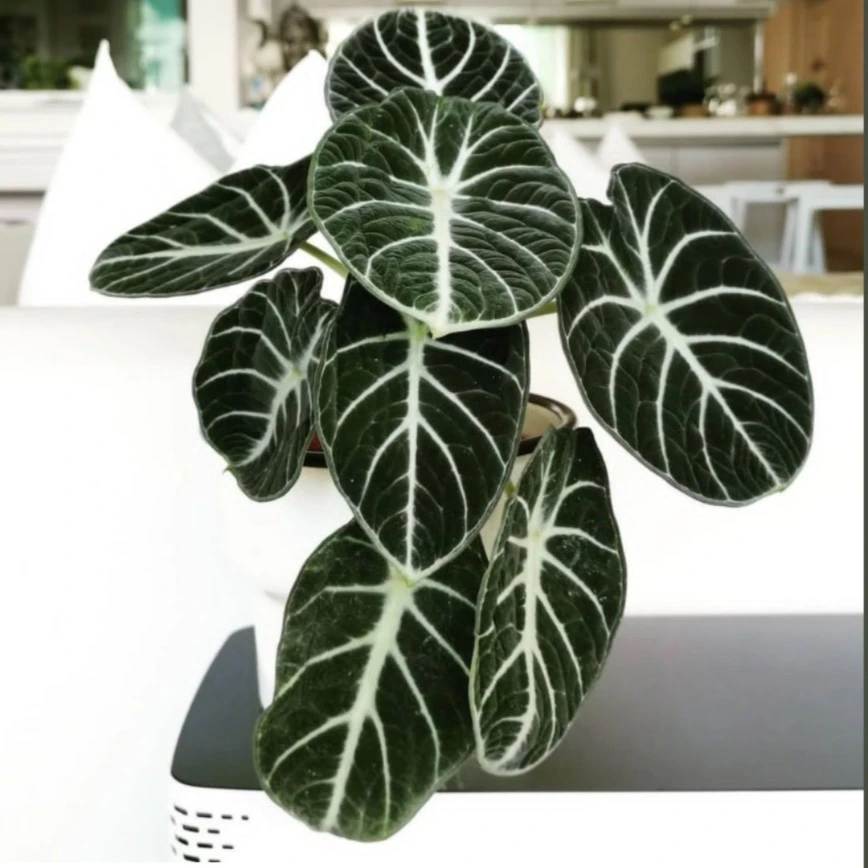 忍者海芋ins风网红进口绿植盆栽室内阳台观叶夏季窗台美观办公桌