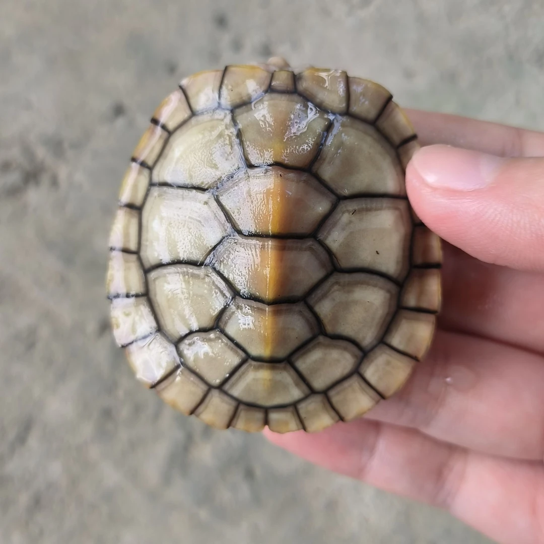 巴西龟苗（白巴、焦糖、翡翠、悖论、原色）