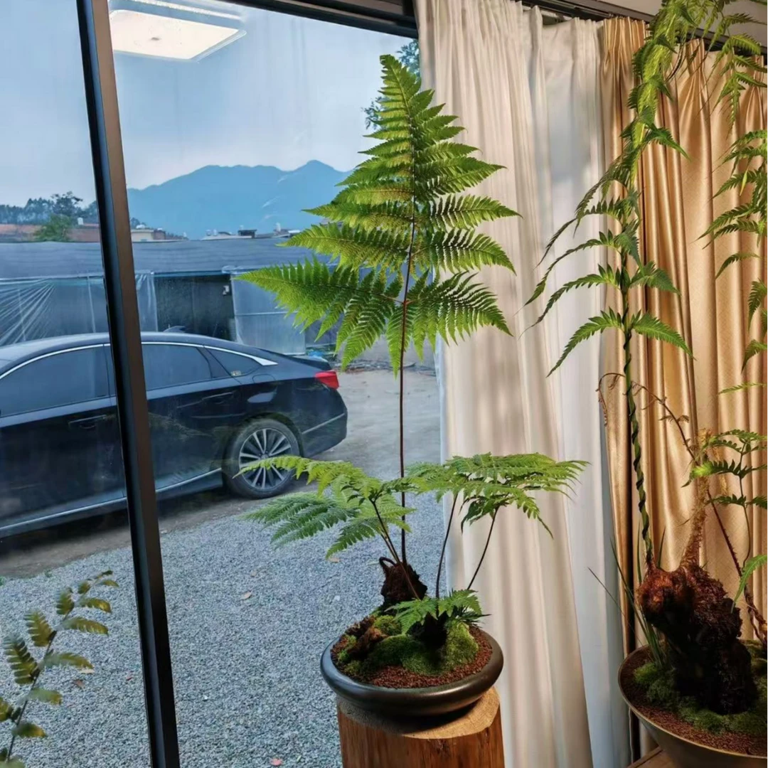 云南网红盆景 蕨类盆景喜阴喜湿